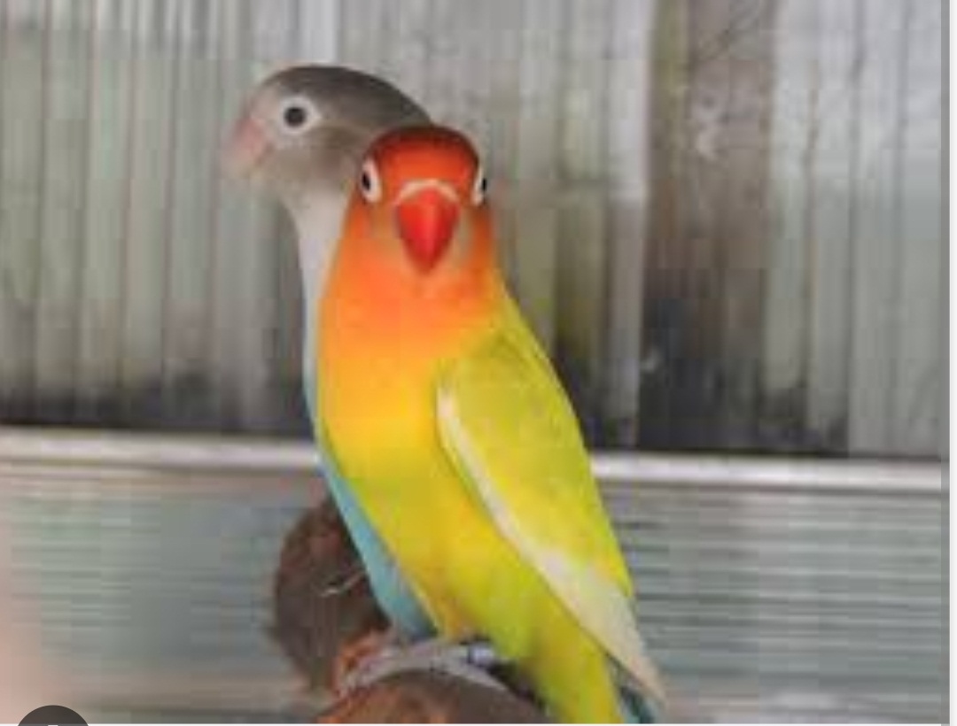 Lovebirds vs Parakeets: Difference Between Lovebirds and Parakeets ...